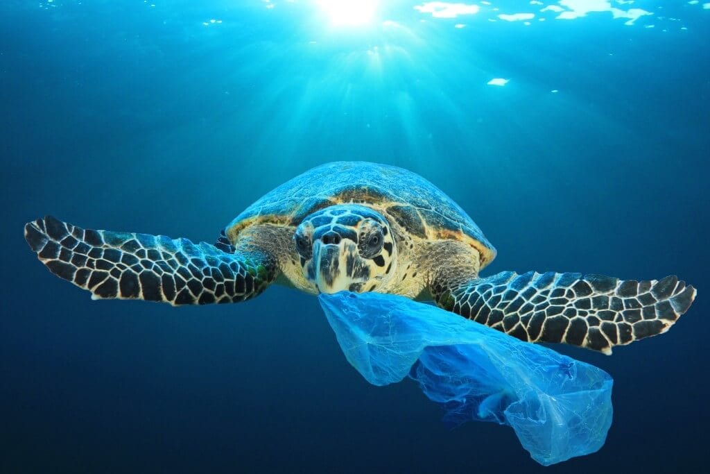Photo of a turtle underwater with a plastic bag